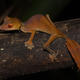 The new species, Uroplatus finaritra